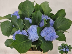 Hydrangea Verena Blue 60cm 9-11cm Hd