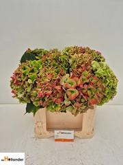 Hydrangea Royal Love Classic 50cm 17-19cm Hd