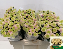 Chrysanth Santini Lawson 55cm 28gr.