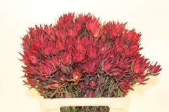 Leucadendron Salignum Blush 60cm Spray