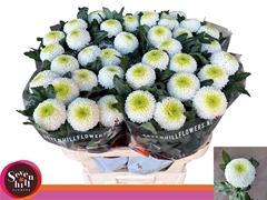 Chrysanth Single Laporta 80cm 90gr.