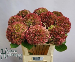Hydrangea Glowing Alps Classic 80cm 19-21cm Hd