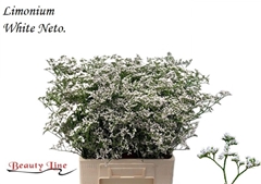 Limonium Caspium White Neto 70cm 30gr.