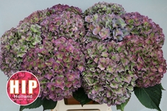 Hydrangea Rodeo Red Classic 60cm 18-20cm Hd