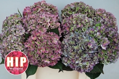 Hydrangea Rodeo Red Classic 50cm 16-18cm Hd