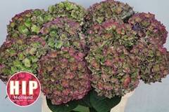 Hydrangea Rodeo Red Classic 80cm 20-22cm Hd