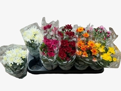 Chrysanth Mix 6 Mix 12Ø 23cm