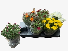 Chrysanth Double Mix 15Ø 30cm
