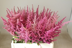 Astilbe Loud And Proud 55cm
