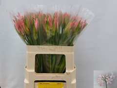 Nerine Vesta K 60cm