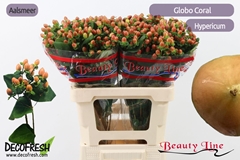 Hypericum Globo Coral 60cm
