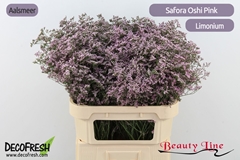 Limonium Safora Oshi Pink 80cm 35gr.