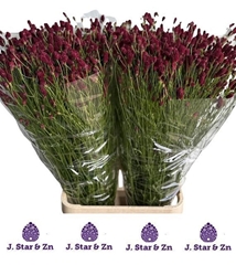 Sanguisorba Officinalis Scarlet Star 100cm