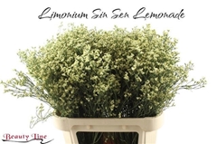 Limonium Sinense Sensy Lemonade 80cm 20gr.