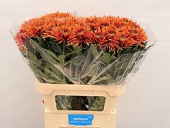 Chrysanth Single Tula Copper 80cm 75gr.