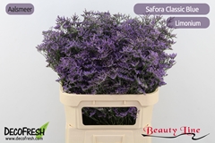 Limonium Safora Classic Blue 80cm 45gr.
