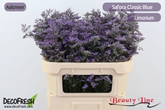 Limonium Safora Classic Blue 70cm 35gr.