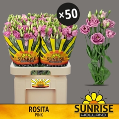 Eustoma Double Rosita Rose Pink 70cm
