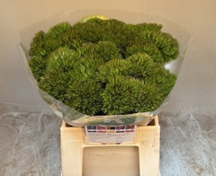 Dianthus Barb Kiwi Cherry 48cm