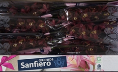 Cymbidium Priwine 80cm