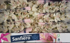 Cymbidium Snowbird 80cm
