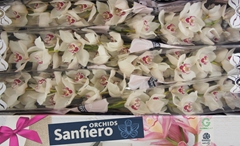 Cymbidium San Blanc 80cm