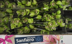Cymbidium Mrs. Robin Hood 40cm