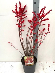 Ilex Verticillata 23Ø 90cm