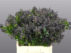 Ligustrum Ovalifolium Libelle 60cm