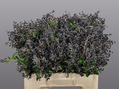 Ligustrum Ovalifolium Libelle 50cm