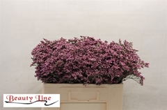 Limonium Piuma Pink Touch 50cm 20gr.