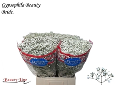 Gypsophila Paniculata Beauty Bride 70cm 20gr.