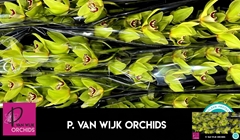 Cymbidium Bonyoni 80cm