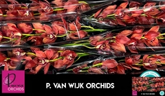 Cymbidium Princess Fredericka 80cm