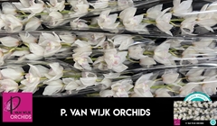 Cymbidium Snowcastle 80cm