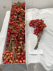 Malus Red Sentinel Per Stem 40cm