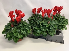 Cyclamen Super Serie Xl 15Ø 36cm