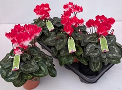 Cyclamen Midi Indiaka 13Ø 30cm