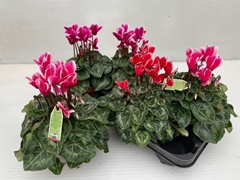 Cyclamen Midi Super Serie Macro 13Ø 30cm