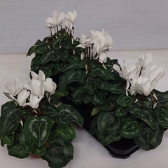 Cyclamen Midi Super Serie Macro 13Ø 30cm