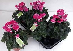 Cyclamen Midi Indiaka 13Ø 30cm