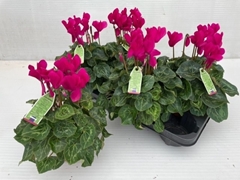 Cyclamen Midi Super Serie Macro 13Ø 30cm