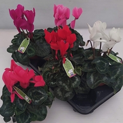Cyclamen Super Serie Leopardo 13Ø 30cm