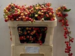 Malus Red Sentinel Per Stem 70cm