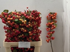 Malus Red Sentinel Per Stem 90cm