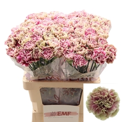 Dianthus Single Antigua 65cm