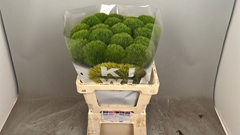 Dianthus Barb Kiwi Mellow Cool 60cm