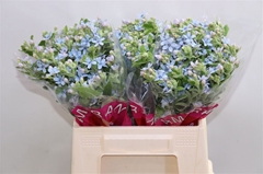 Oxypetalum Tanioka Pure Blue 40cm