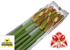 Hippeastrum Popov 60cm