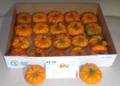 Cucurbita Pepo Jack Be Little 7cm